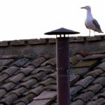 Conclave: in attesa della fumata, un gabbiano si prende la scena
